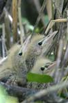 Little Bittern   Ixobrychus minutus