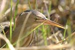 Little Bittern   