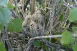 Little Bittern   