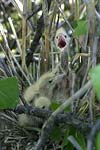 Little Bittern   