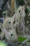 Little Bittern   