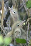 Little Bittern   