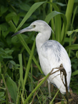 Little Blue Heron    Egretta caerulea