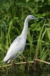       Egretta caerulea