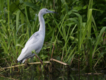 Little Blue Heron    Egretta caerulea