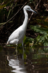 Little Blue Heron    Egretta caerulea