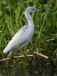 Little Blue Heron    Egretta caerulea