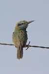 Little Green Bee-eater   