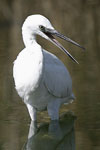 Little White Egret   Egretta garzetta