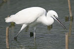 Little White Egret   