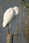 Little White Egret   Egretta garzetta