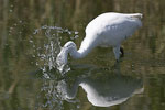 Little White Egret   Egretta garzetta