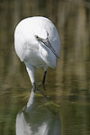 Little White Egret   