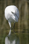 Little White Egret   Egretta garzetta