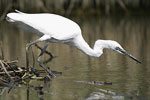 Little White Egret   