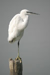 Little White Egret   