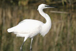 Little White Egret   