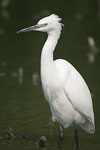 Little White Egret   