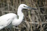 Little White Egret   Egretta garzetta