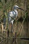 Little White Egret   Egretta garzetta