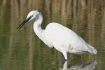 Little White Egret   Egretta garzetta