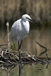 Little White Egret   