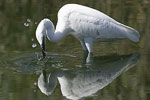 Little White Egret   