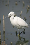 Little White Egret   Egretta garzetta