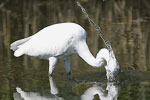 Little White Egret   Egretta garzetta