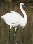 Little White Egret   