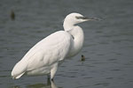 Little White Egret   