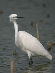 Little White Egret   