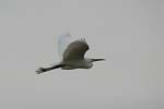 Little White Egret   