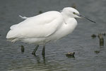 Little White Egret   