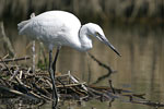 Little White Egret   