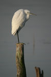 Little White Egret   Egretta garzetta