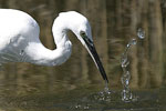 Little White Egret   