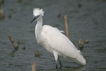 Little White Egret   