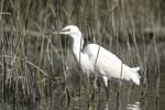 Little White Egret   Egretta garzetta