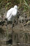 Little White Egret   Egretta garzetta