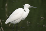 Little White Egret   