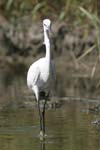 Little White Egret   