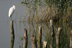 Little White Egret   