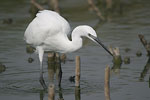 Little White Egret   Egretta garzetta