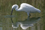 Little White Egret   Egretta garzetta