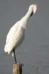 Little White Egret   Egretta garzetta