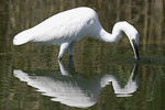 Little White Egret   