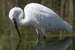 Little White Egret   Egretta garzetta