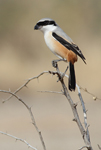 Long-tailed Shrike    