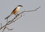 Long-tailed Shrike    